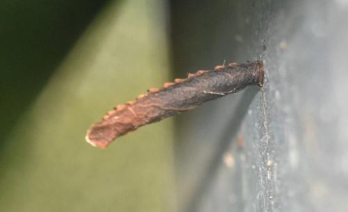 Coleophora sp.